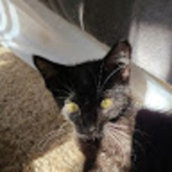 Meet your Posher, Ivan - Picture 1 of 1